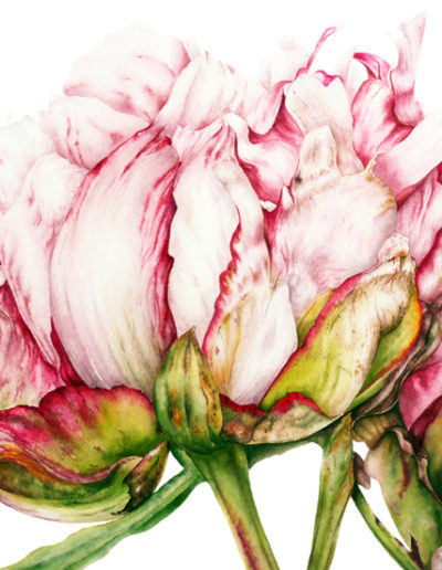 Marie Burke Art, Botanical Illustration, Watercolor Painting, Peony Print, Watercolor Tutorials, Watercolour Paintings Course, Peony Watercolor