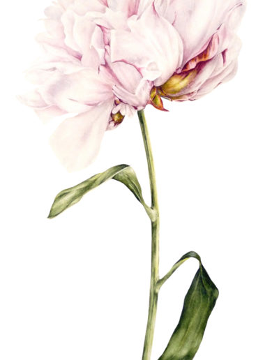 Marie Burke Art, Botanical Illustration, Watercolor Painting, Peony Print, Watercolor Tutorials, Watercolour Paintings Course, Peony Watercolor