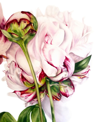 Marie Burke Art, Botanical Illustration, Watercolor Painting, Peony Print, Watercolor Tutorials, Watercolour Paintings Course, Peony Watercolor