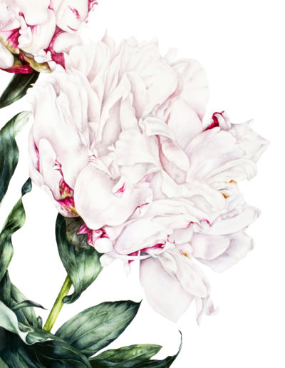 Marie Burke Art, Botanical Illustration, Watercolor Painting, Peony Print, Watercolor Tutorials, Watercolour Paintings Course, Peony Watercolor