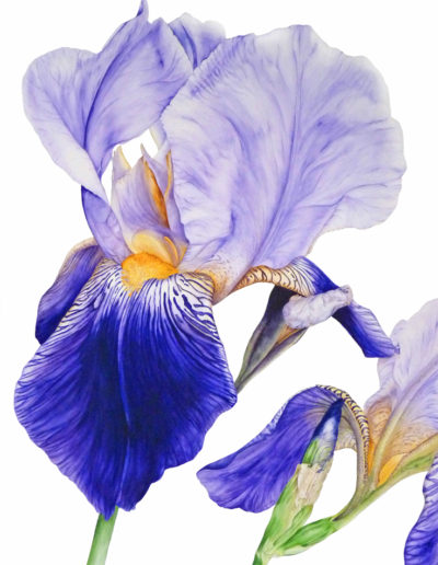 Marie Burke Art, Botanical Illustration, Watercolor Painting, Iris Print, Watercolor Tutorials, Watercolour Paintings Course, Iris Watercolor