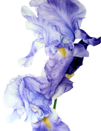 Marie Burke Art, Botanical Illustration, Watercolor Painting, Iris Print, Watercolor Tutorials, Watercolour Paintings Course, Iris Watercolor