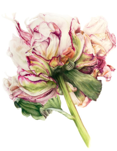 Botanical Illustration, Watercolor Painting