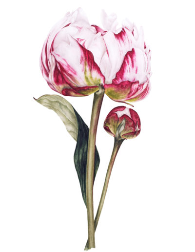 Marie Burke Art, Peony painting, Botanical Print, Watercolor Flowers