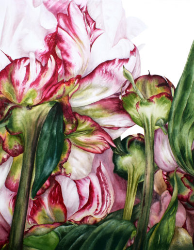 Marie Burke Art, Botanical Illustration, Watercolor Painting, Peony Print, Watercolor Tutorials, Watercolour Paintings Course, Peony Watercolor