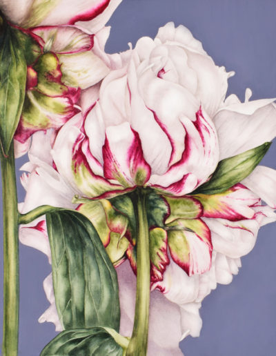 Marie Burke Art, Botanical Illustration, Watercolor Painting, Peony Print, Watercolor Tutorials, Watercolour Paintings Course, Peony Watercolor