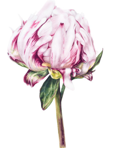 Marie Burke Art, Botanical Illustration, Watercolor Painting, Peony Print, Watercolor Tutorials, Watercolour Paintings Course, Peony Watercolor