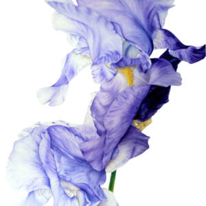 Blue Iris Art Print