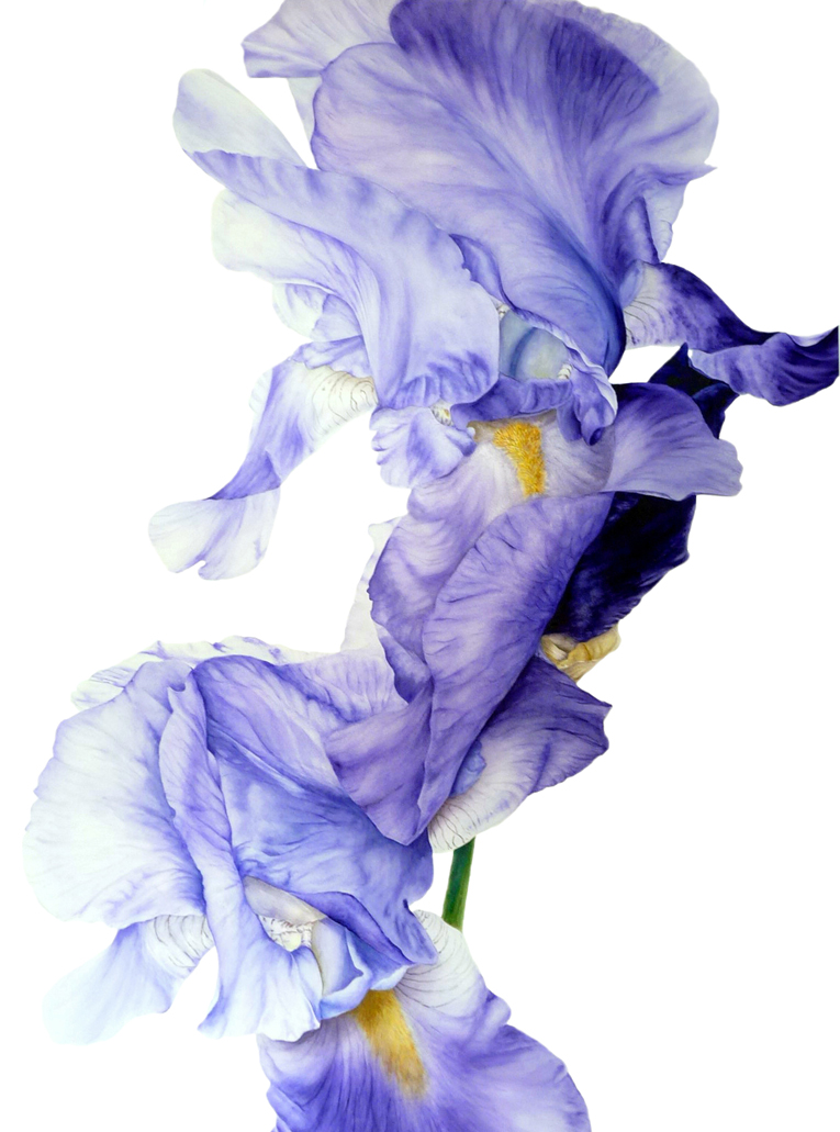 Blue Iris Art Print