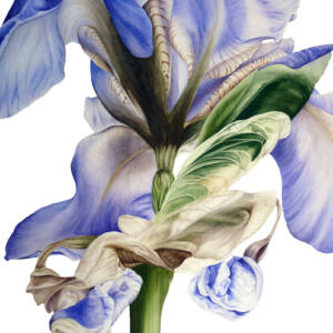Marie Burke Art, Botanical Illustration, Watercolor Painting, Peony Print, Watercolor Tutorials, Watercolour Paintings Course, Peony Watercolor