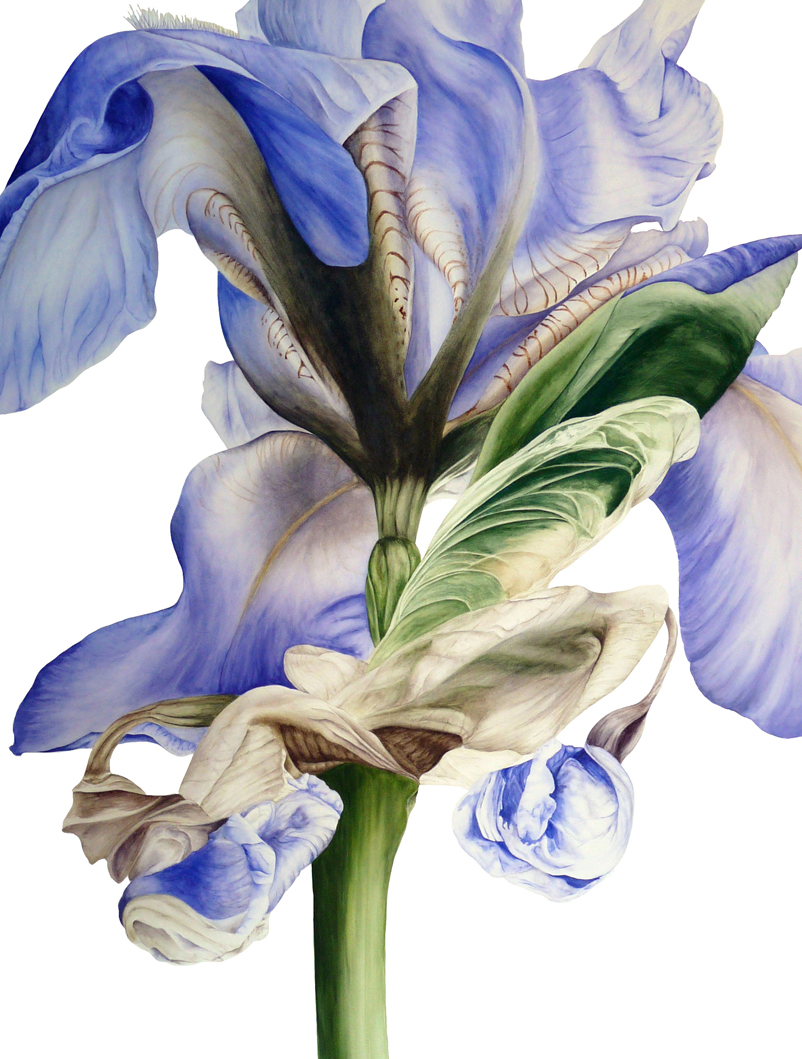 Ботаническая акварель британской художницы Мари бёрк.