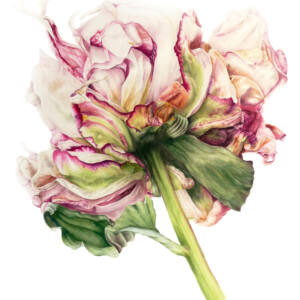 Botanical Illustration, Watercolor Painting