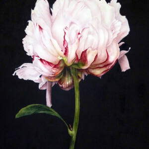 Peony on Black Art Print