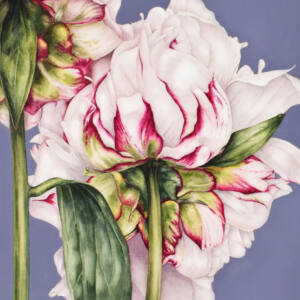 Peony on Blue Art Print