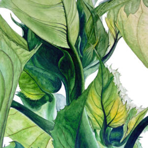 Sunflower Leaves Art Print