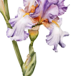 White and Mauve Iris Art Print