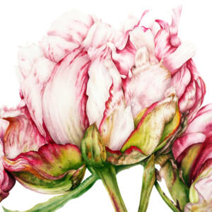Peonies Art Print