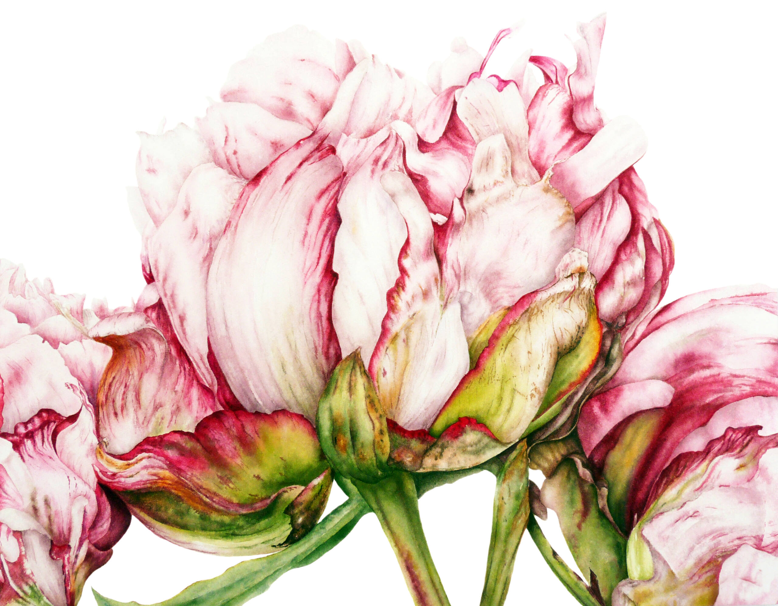 Peonies Art Print
