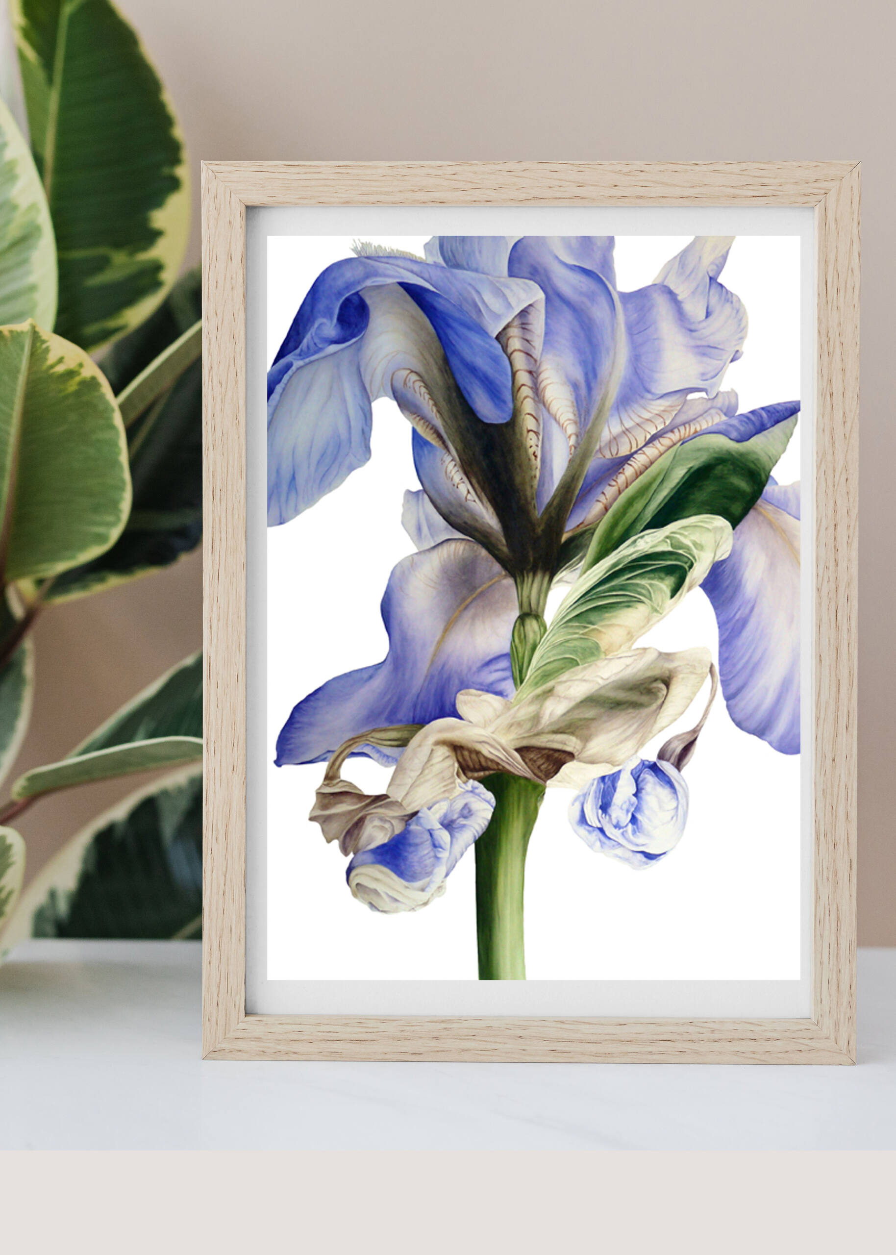 Iris Art Print - Image 3