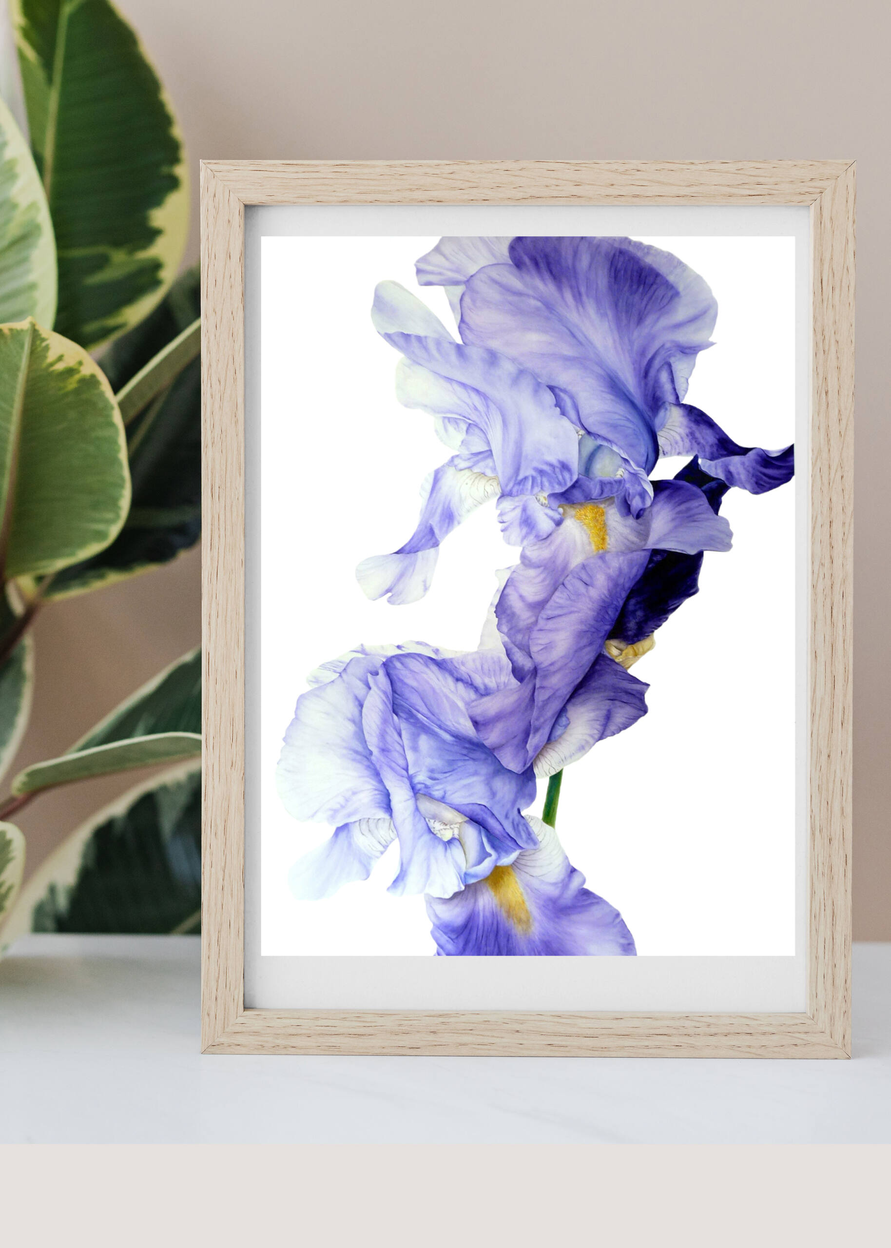 Blue Iris Art Print - Image 4